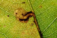 Ectoedemia intimella