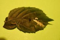 Coptotriche marginea