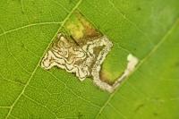 Stigmella tiliae
