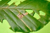 Stigmella tityrella