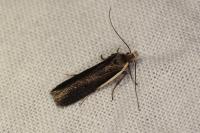 Nothris lemniscellus