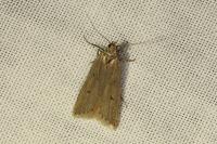 Acompsia antirrhinella/tripunctella