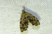 Anthophila fabriciana