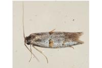Symmocoides oxybiella