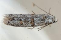 Symmocoides oxybiella