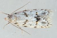 Symmoca signatella