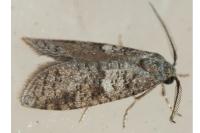Penestoglossa dardoinella