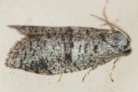 Penestoglossa dardoinella