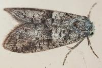 Penestoglossa dardoinella