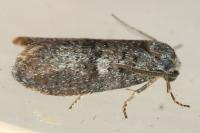 Penestoglossa dardoinella