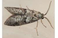 Penestoglossa dardoinella