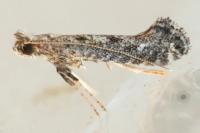 Parornix