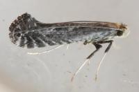 Parornix