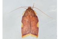 Carcina quercana