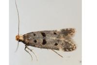 Deltophora stictella