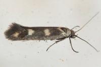 Scythris scopolella