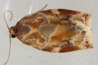 Archips xylosteana