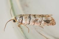 Pseudococcyx tessulatana