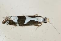 Eidophasia syenitella