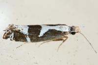 Eidophasia syenitella