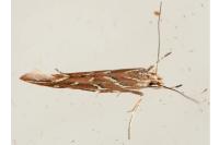 Pyroderces argyrogrammos
