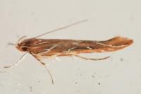 Pyroderces argyrogrammos