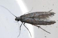 Ochromolopis staintonellus