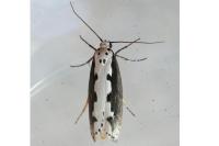 Ethmia bipunctella
