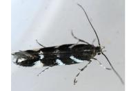 Eteobalea albiapicella