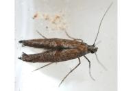 Ochromolopis staintonellus