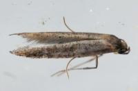 Ochromolopis staintonellus