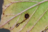 Bucculatrix frangutella