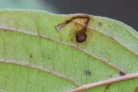 Bucculatrix frangutella