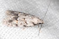Symmoca signatella