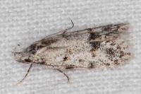 Symmoca signatella