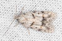 Symmoca signatella