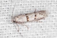 Symmocoides oxybiella