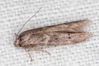 Blastobasis glandulella
