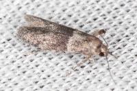 Hypatopa segnella