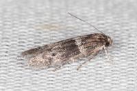 Hypatopa segnella