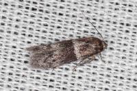 Hypatopa segnella