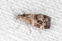 Tebenna micalis