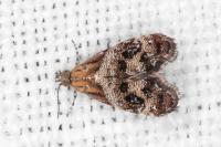 Tebenna micalis
