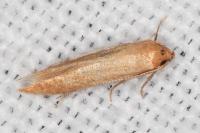 Haplochrois ochraceella