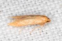 Haplochrois ochraceella