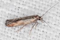 Epermenia