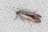 Epermenia