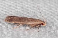 Anacampsis timidella
