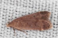 Anacampsis timidella
