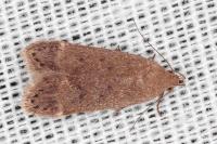 Anacampsis timidella